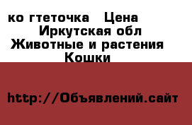 ко гтеточка › Цена ­ 800 - Иркутская обл. Животные и растения » Кошки   